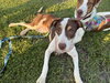 Maple - Photo 1