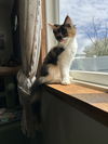 Posie