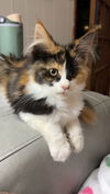 Posie