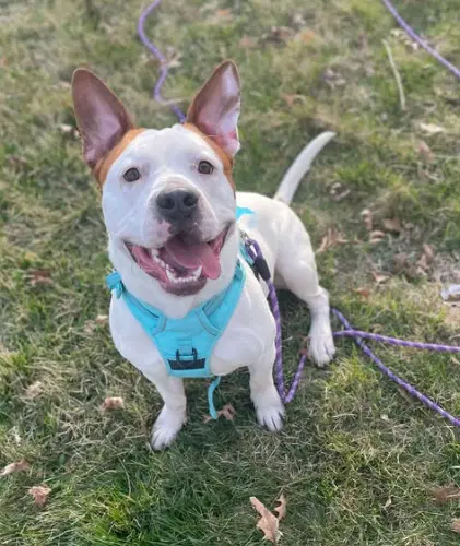 Cole - Pit Bull Terrier