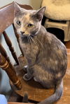 Polly