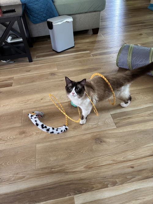 Simon