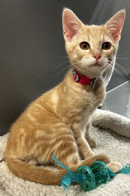 Cheddar