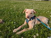 Shiloh