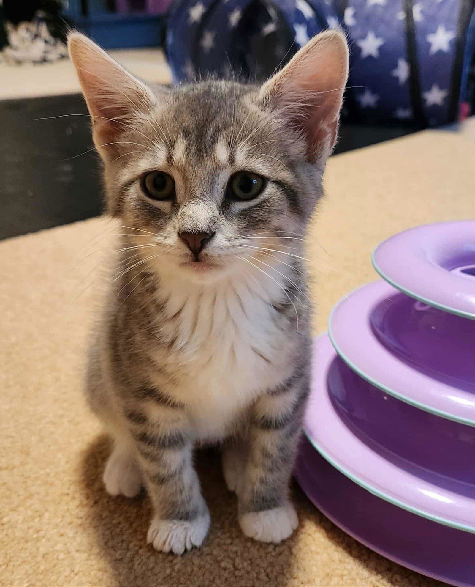 adoptable Cat in Coralville, IA named Honey Locust
