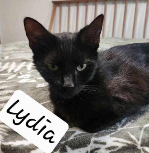 Lydia