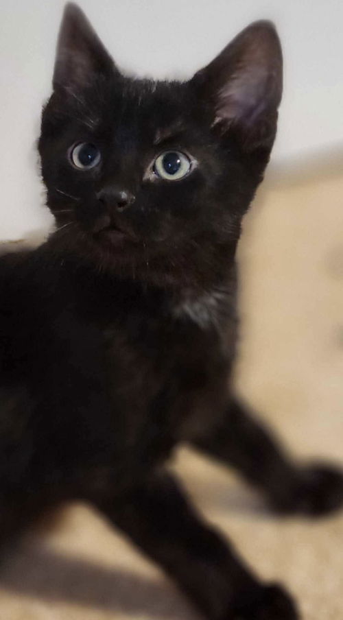 Pedro