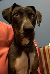 Allie - Photo 6