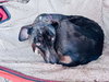 Allie - Photo 5