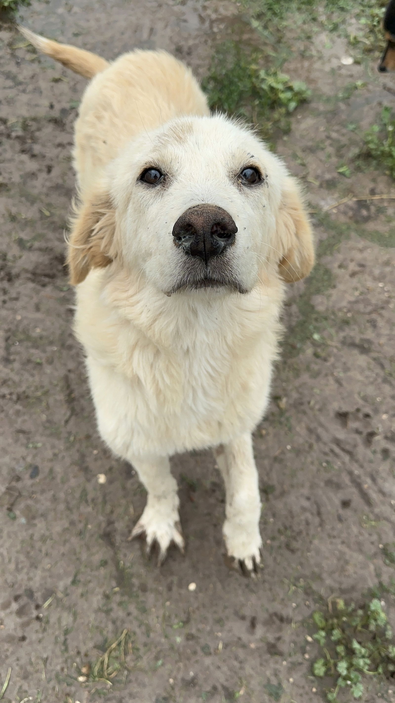 adoptable Dog in Coralville, IA named Peso