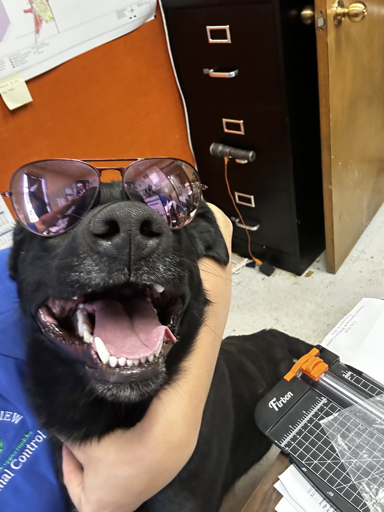 adoptable Dog in Coralville, IA named Pasta