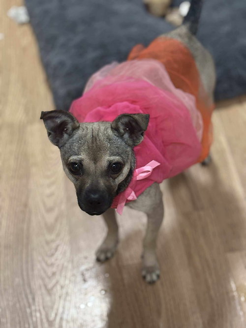 picture of the dog needing adoption