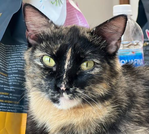 picture of the cat needing adoption