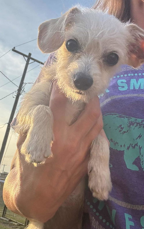 picture of the dog needing adoption