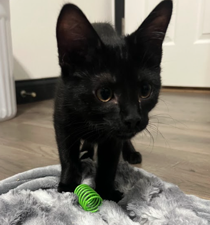 picture of the cat needing adoption