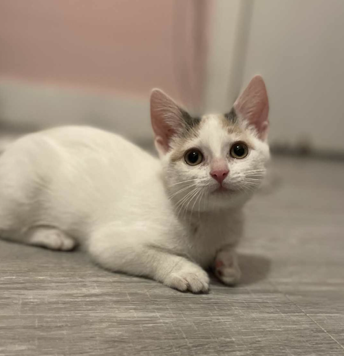picture of the cat needing adoption