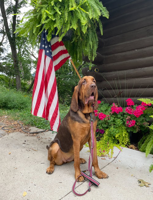 WAPSI - Bloodhound available for adoption