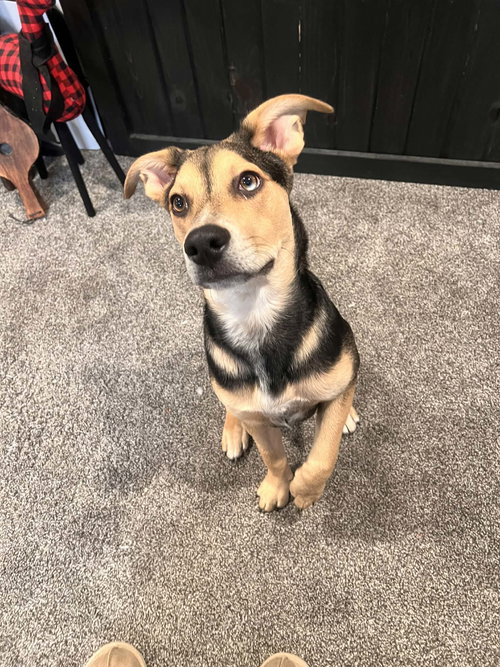 picture of the dog needing adoption