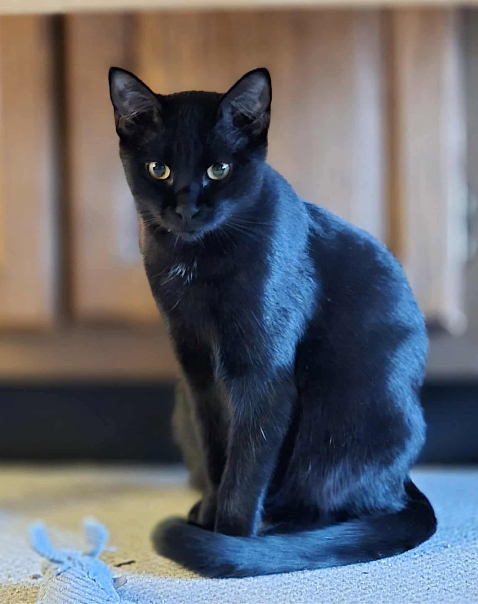 Sampson