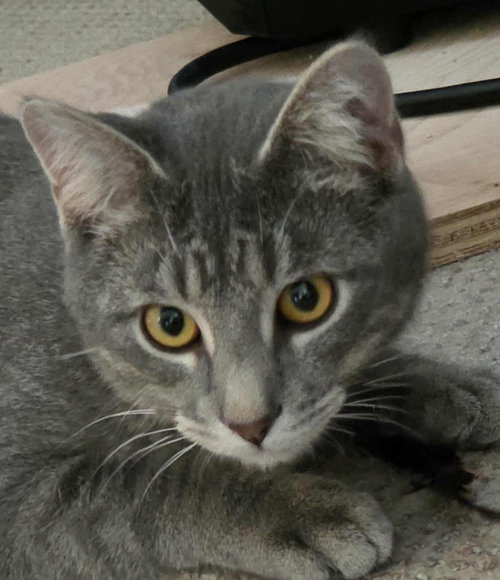 MOUSSE - Domestic Short Hair available for adoption