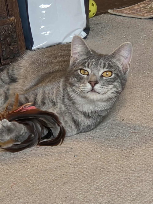 MOUSSE - Domestic Short Hair available for adoption