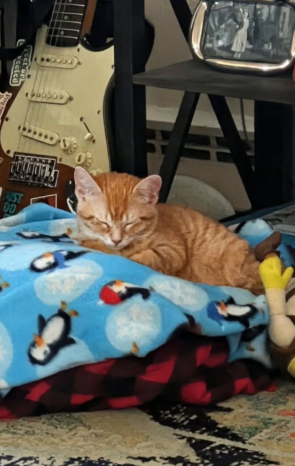 Pumpkin