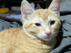 Pumpkin - Photo 1