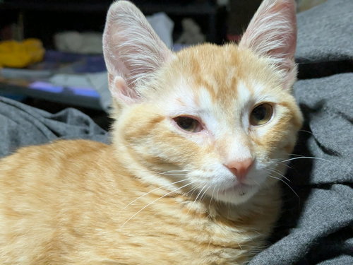 PUMPKIN - Domestic Short Hair available for adoption