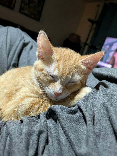 PUMPKIN - Domestic Short Hair available for adoption