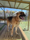 Milo - Photo 2