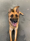 Milo - Photo 3