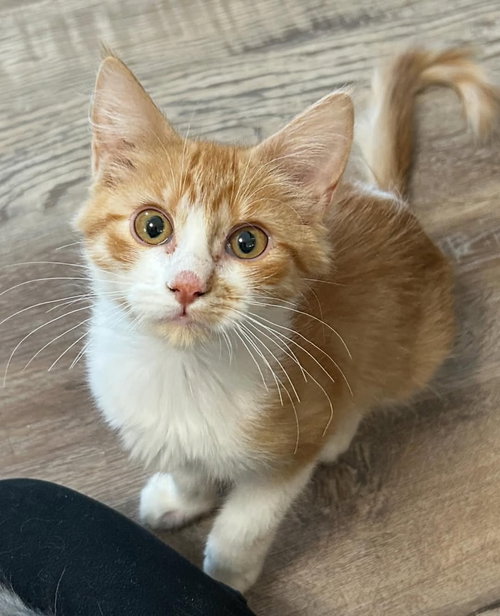 picture of the cat needing adoption