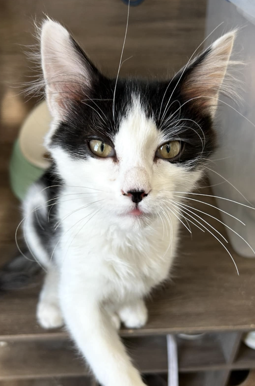 picture of the cat needing adoption