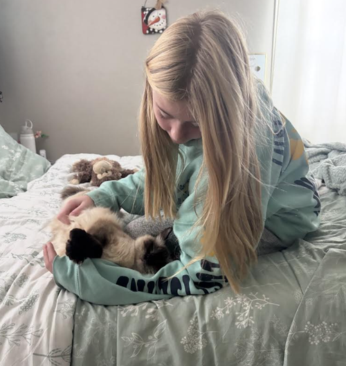 picture of the cat needing adoption