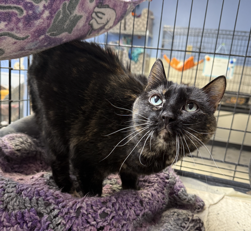 KALTAIN - Domestic Short Hair / Tortoiseshell available for adoption
