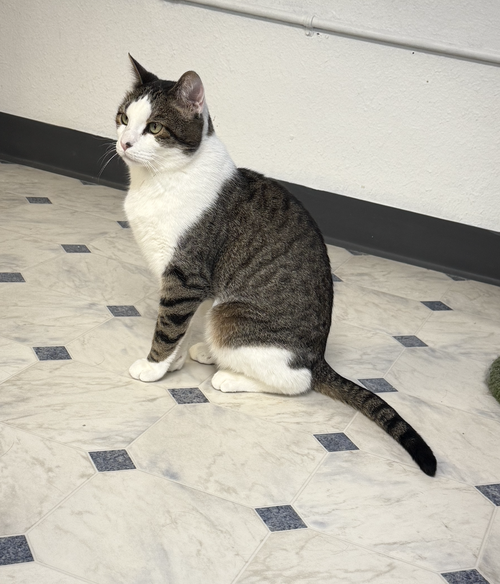 MARYJANE - Domestic Short Hair available for adoption