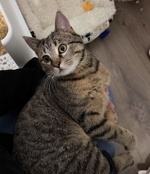 Archie Image