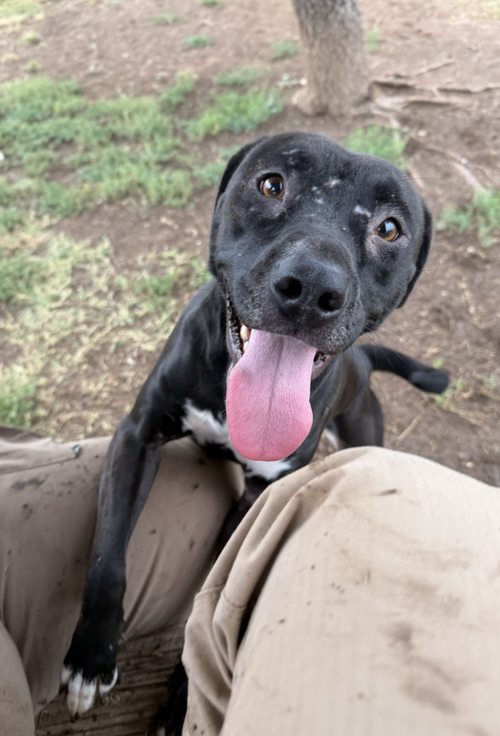 picture of the dog needing adoption