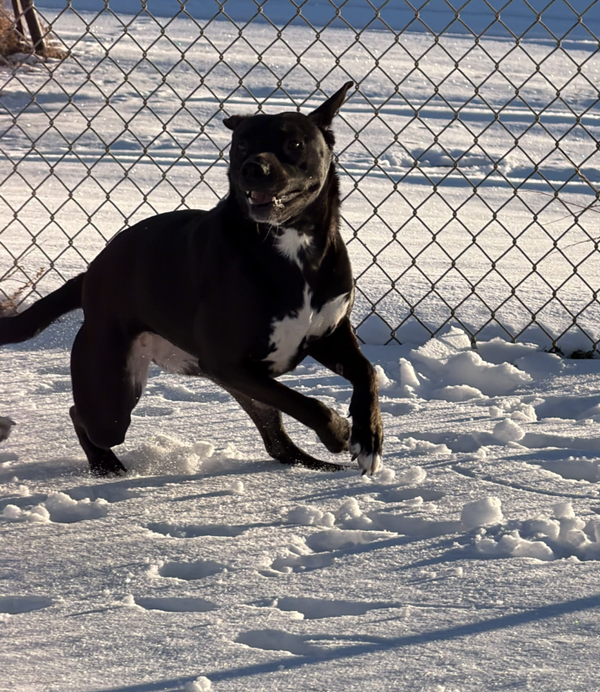 Josie