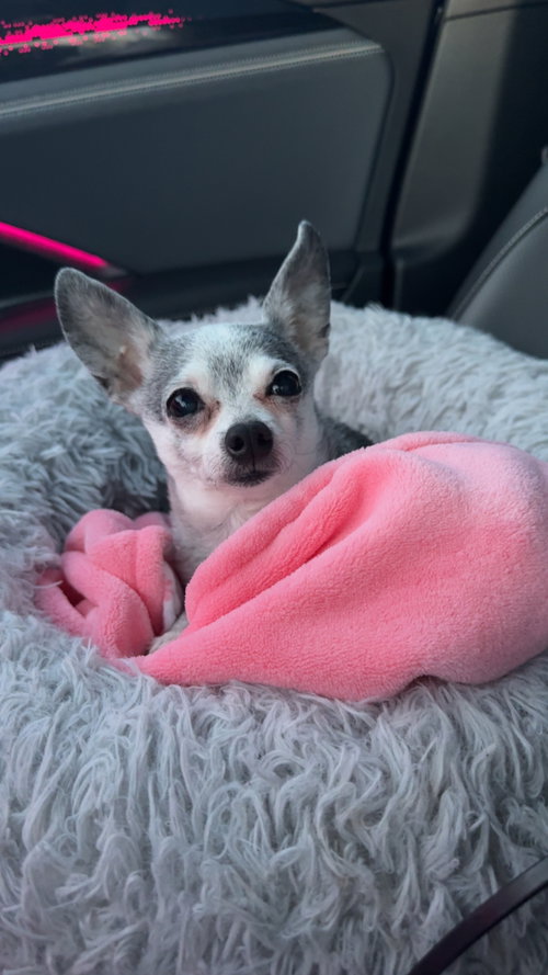Parker, an adoptable Chihuahua in Coralville, IA