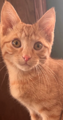 Scampi, an adoptable Domestic Short Hair in Coralville, IA