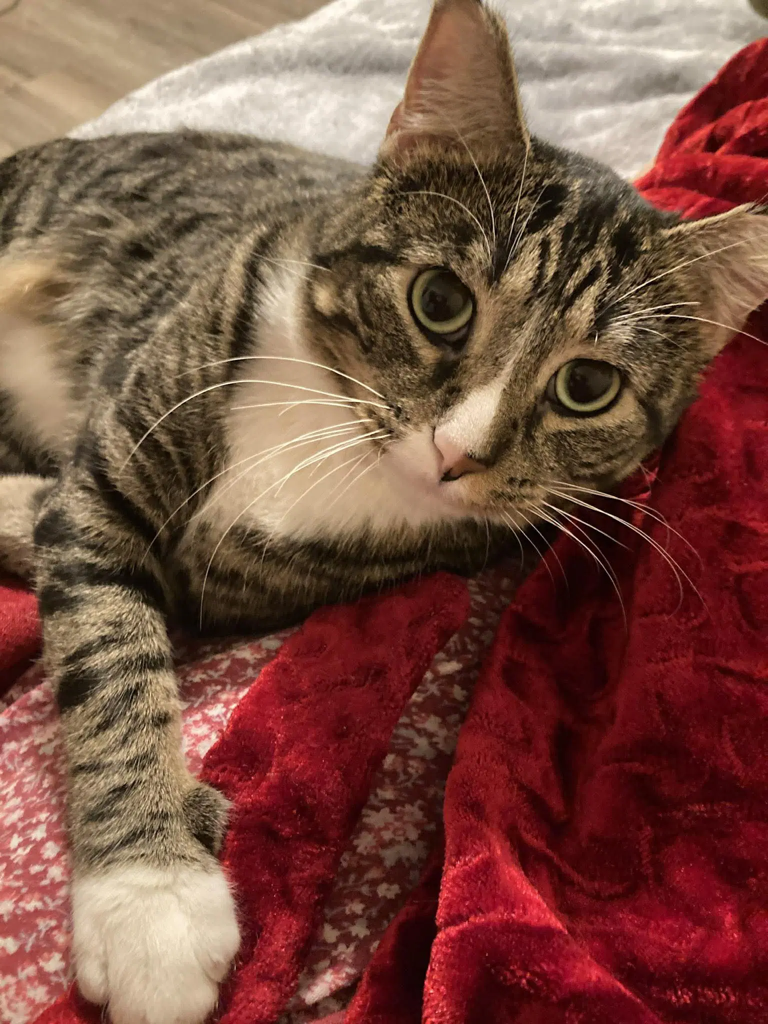 Dexter - Domestic Short Hair