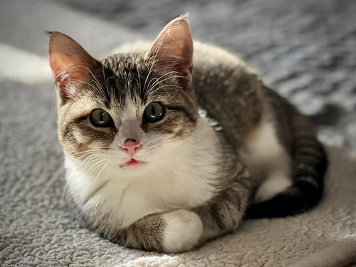 Betty, an adoptable Domestic Short Hair in Coralville, IA