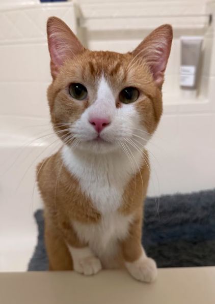 Theo, an adoptable Domestic Short Hair in Coralville, IA