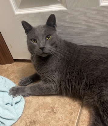 Butter, an adoptable Domestic Short Hair in Coralville, IA