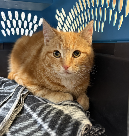 Jerry, an adoptable Domestic Short Hair in Coralville, IA