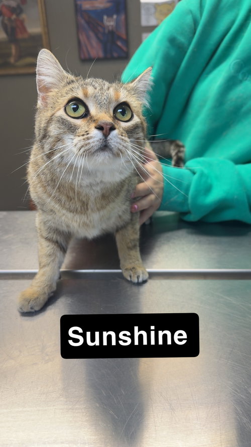 Sunshine, an adoptable Domestic Short Hair in Coralville, IA