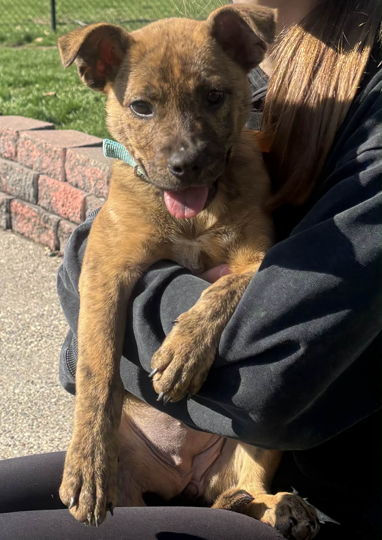 Piper