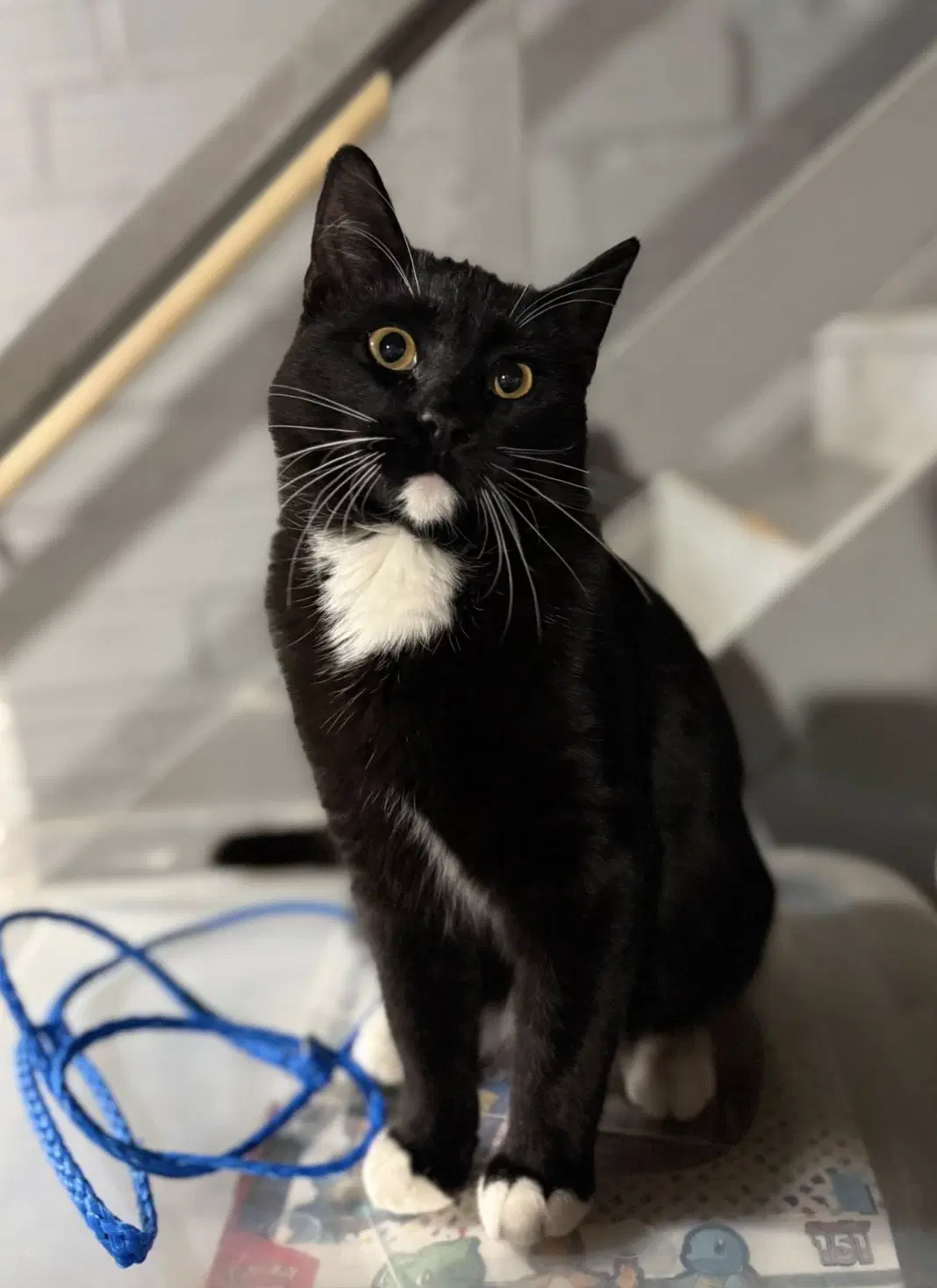 George - Domestic Short Hair