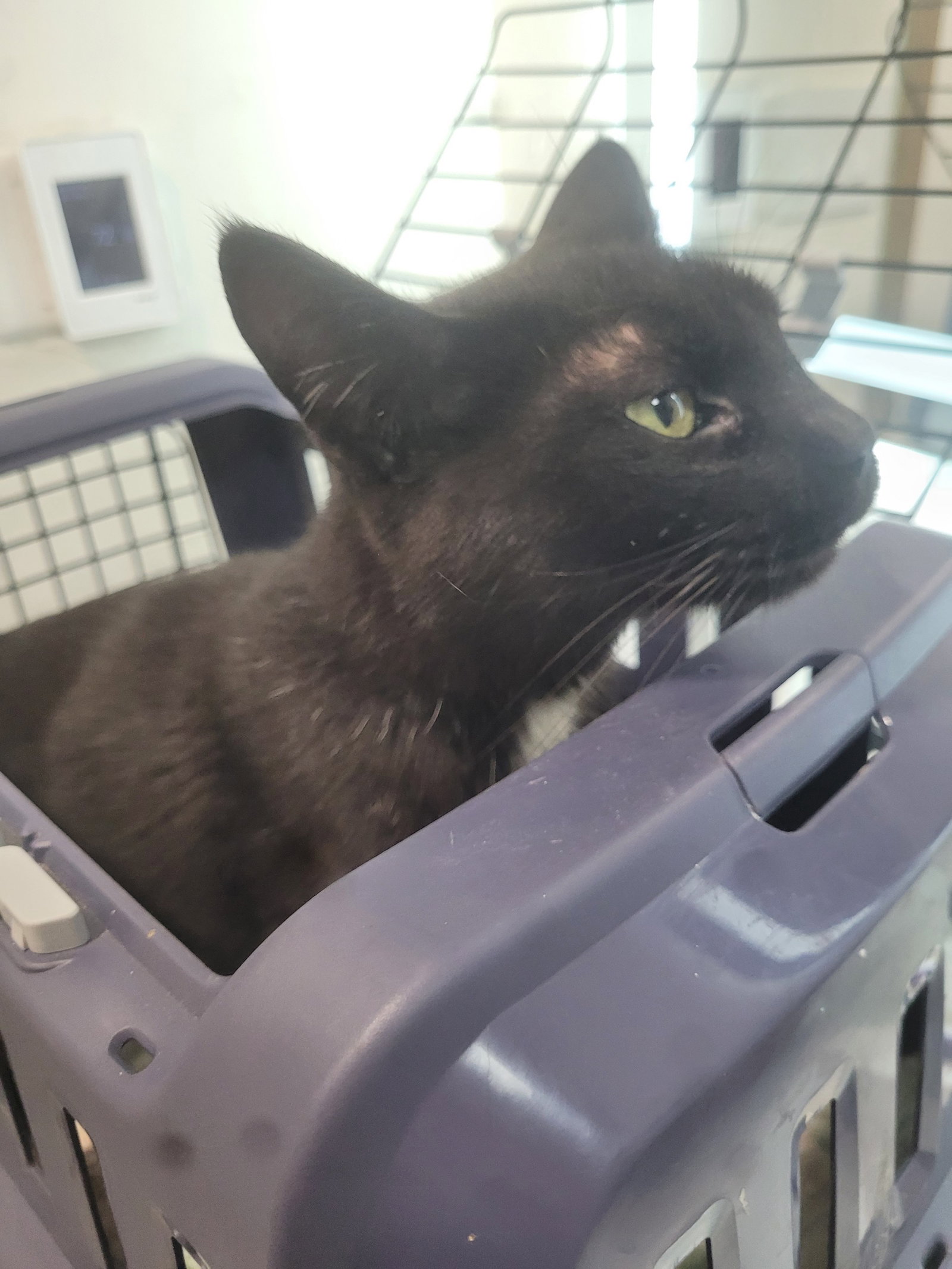 Bellatrix